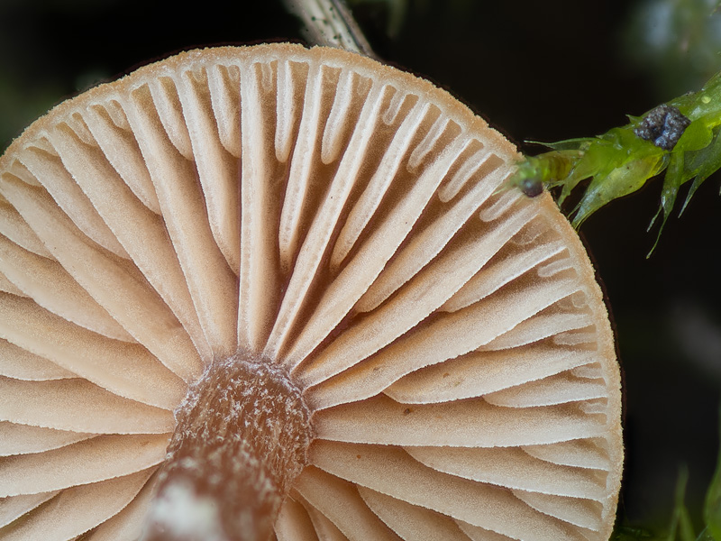 Tubaria conspersa